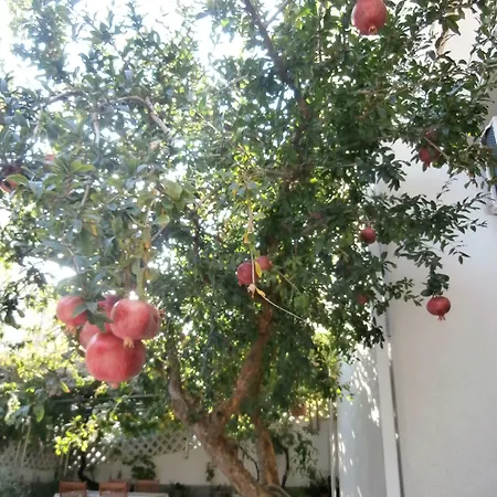 בית הארחה Song 4*